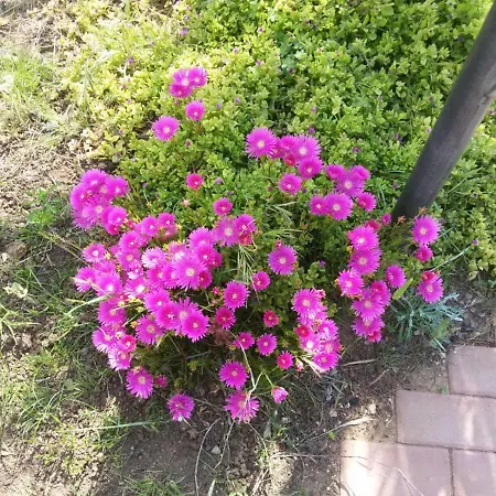 بيت ضيافة Campomarino Vacanze *