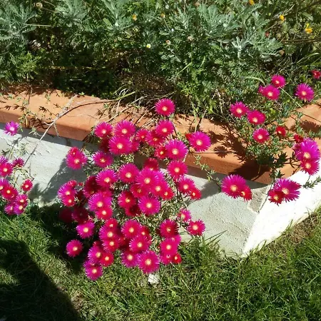 Campomarino Vacanze Guest house *